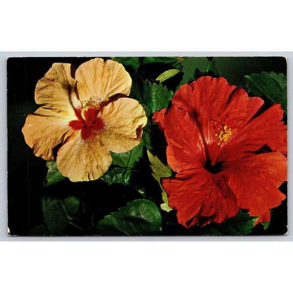 Postcard Florida Hibiscus Flowers Floral c1950s Yellow Red Vintage FL - Picture 1 of 2